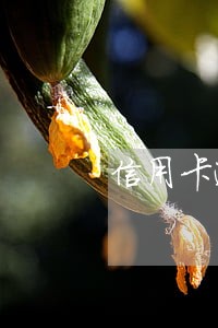 信用卡逾期怎么停额免息上海 信用卡逾期怎么停额免息上海