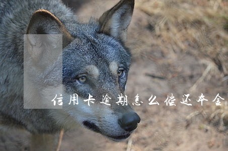 信用卡逾期怎么偿还本金 信用卡逾期怎么偿还本金