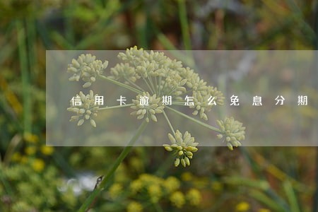 信用卡逾期怎么免息分期