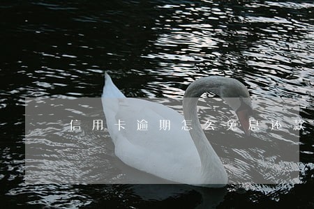 信用卡逾期怎么免息还款 信用卡逾期怎么免息还款