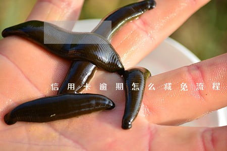 信用卡逾期怎么减免流程 信用卡逾期怎么减免流程