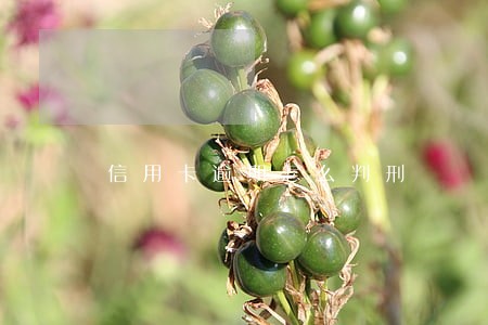 信用卡逾期怎么判刑 信用卡逾期怎么判刑
