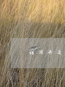 信用卡逾期怎么办2020年 信用卡逾期怎么办2020年
