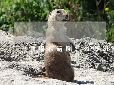 信用卡逾期怎么办如何注销