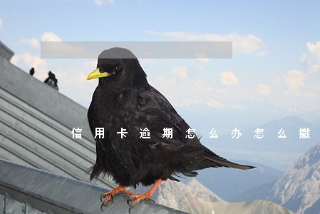 信用卡逾期怎么办怎么撤销征信
