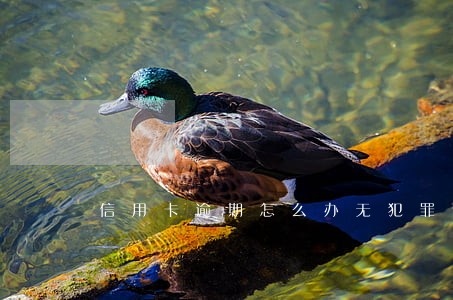 信用卡逾期怎么办无犯罪记录