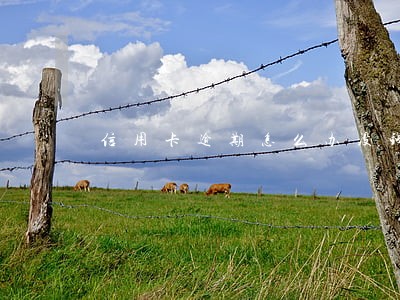 信用卡逾期怎么办没钱还怎么办