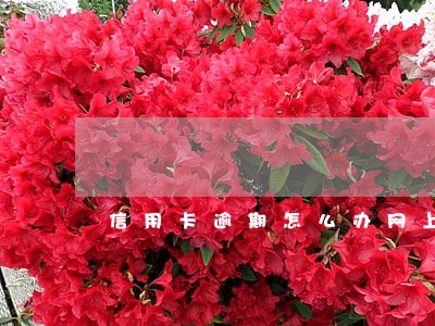 信用卡逾期怎么办网上报案 信用卡逾期怎么办网上报案