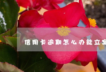 信用卡逾期怎么办能立案吗 信用卡逾期怎么办能立案吗