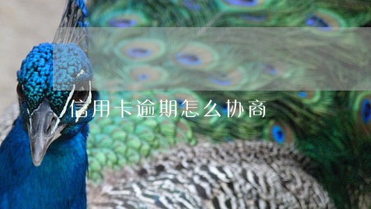 信用卡逾期怎么协商 信用卡逾期怎么协商