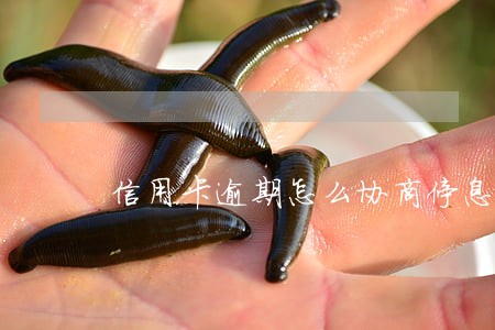信用卡逾期怎么协商停息止付 信用卡逾期怎么协商停息止付