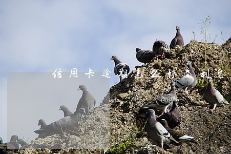 信用卡逾期怎么协商利息全免 信用卡逾期怎么协商利息全免