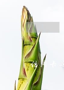 信用卡逾期怎么协商还款最少 信用卡逾期怎么协商还款最少