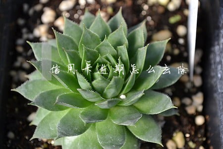 信用卡逾期怎么去除 信用卡逾期怎么去除