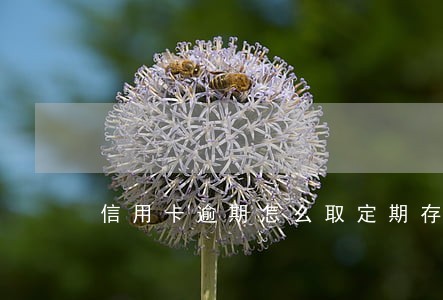 信用卡逾期怎么取定期存单 信用卡逾期怎么取定期存单