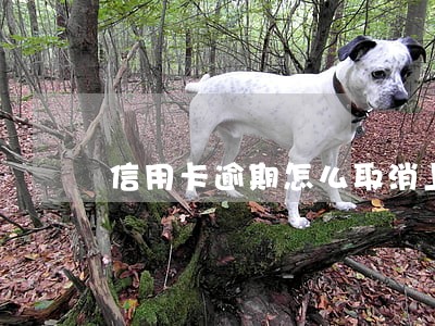 信用卡逾期怎么取消上征信