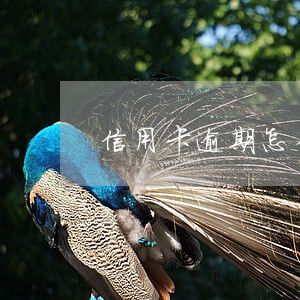 信用卡逾期怎么取消自动还款 信用卡逾期怎么取消自动还款