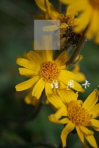 信用卡逾期怎么取现不了怎么办 信用卡逾期怎么取现不了怎么办