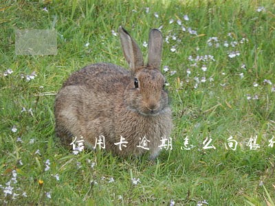 信用卡逾期怎么向银行解释