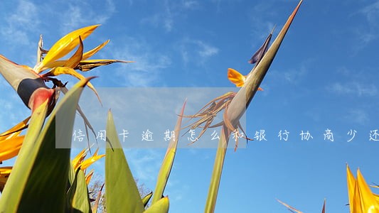 信用卡逾期怎么和银行协商少还