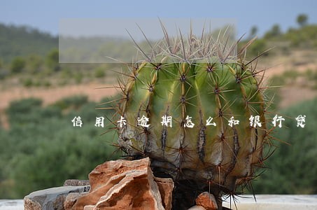 信用卡逾期怎么和银行贷款