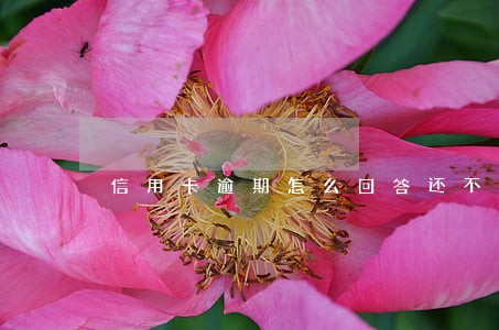 信用卡逾期怎么回答还不上 信用卡逾期怎么回答还不上