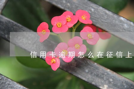 信用卡逾期怎么在征信上显示 信用卡逾期怎么在征信上显示