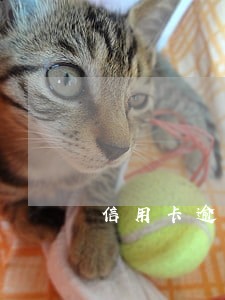 信用卡逾期怎么声明 信用卡逾期怎么声明