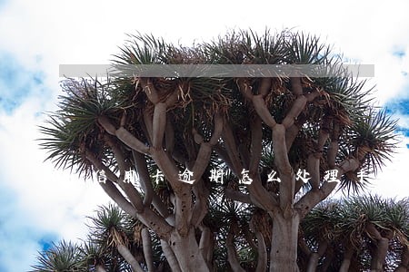 信用卡逾期怎么处理手续费 信用卡逾期怎么处理手续费