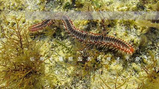 信用卡逾期怎么处理才不会上门