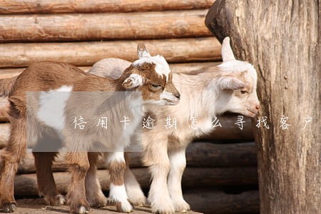 信用卡逾期怎么寻找客户 信用卡逾期怎么寻找客户