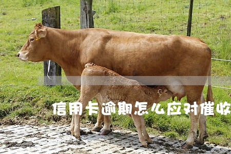 信用卡逾期怎么应对催收电话 信用卡逾期怎么应对催收电话