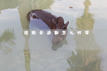 信用卡逾期怎么怀孕 信用卡逾期怎么怀孕