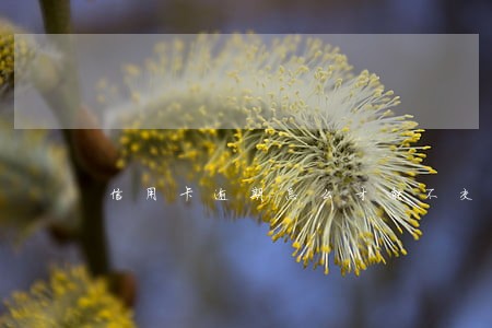 信用卡逾期怎么才能不交违约金 信用卡逾期怎么才能不交违约金