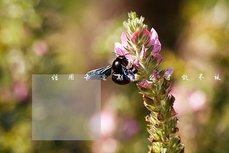 信用卡逾期怎么才能不被催收 信用卡逾期怎么才能不被催收