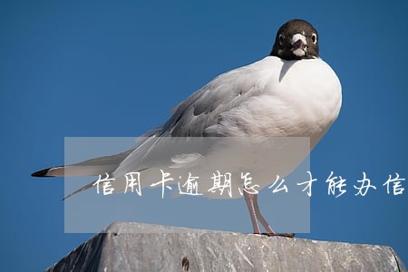 信用卡逾期怎么才能办信用卡 信用卡逾期怎么才能办信用卡
