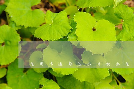 信用卡逾期怎么才能办信用卡吗 信用卡逾期怎么才能办信用卡吗