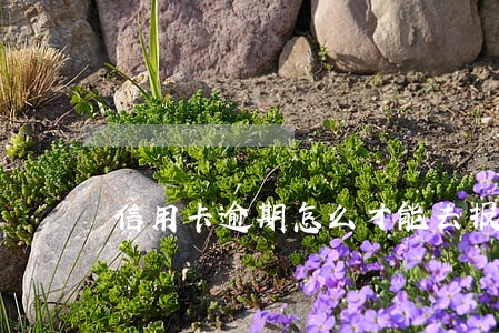 信用卡逾期怎么才能去报案