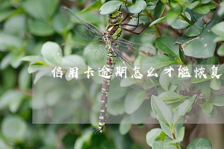 信用卡逾期怎么才能恢复正常 信用卡逾期怎么才能恢复正常