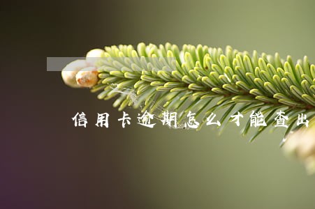信用卡逾期怎么才能查出来