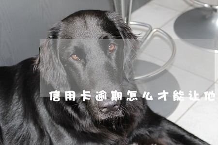 信用卡逾期怎么才能让他停息