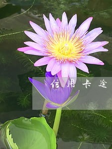 信用卡逾期怎么扶持 信用卡逾期怎么扶持