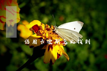 信用卡逾期怎么找到 信用卡逾期怎么找到