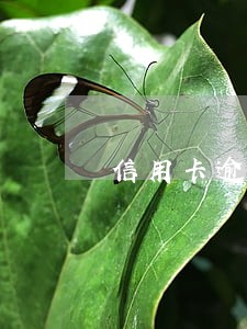 信用卡逾期怎么找回征信