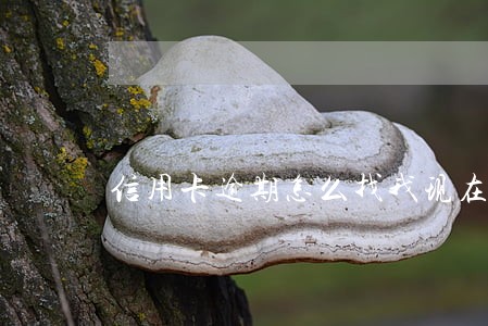 信用卡逾期怎么找我现在公司 信用卡逾期怎么找我现在公司