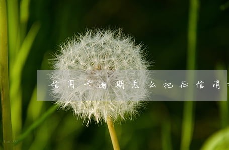 信用卡逾期怎么把征信消掉 信用卡逾期怎么把征信消掉