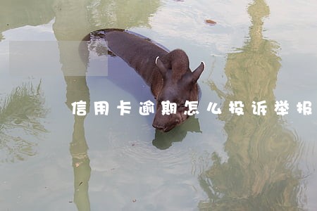 信用卡逾期怎么投诉举报 信用卡逾期怎么投诉举报