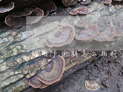 信用卡逾期怎么拍抖音 信用卡逾期怎么拍抖音