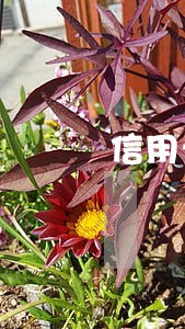 信用卡逾期怎么挂账停银