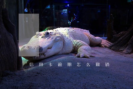 信用卡逾期怎么撤销 信用卡逾期怎么撤销